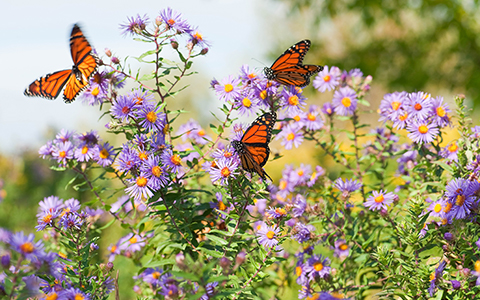 Closeup of some violet daisies and three butterflies